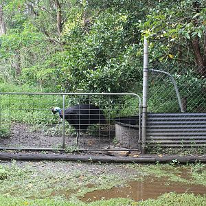 Southern Cassowary enclosure