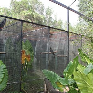 Cockatoo enclosures