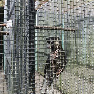 Long-billed Black Cockatoo (Calyptorhynchus baudinii)
