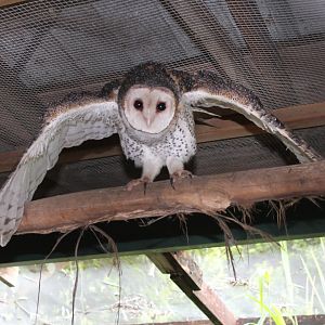 Australian Masked Owl (Tyto novaehollandiae)