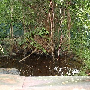 Turtle/Lace Monitor enclosure