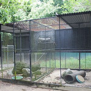 Northern Quoll enclosure