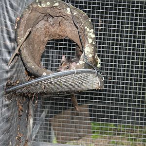 Northern Quoll (Dasyurus hallucatus)