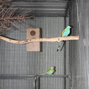 Hooded Parrot (Psephotellus dissimilis)