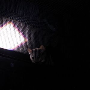 Mahogany Glider (Petaurus gracilis)