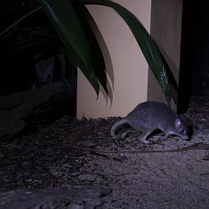 Northern Bettong (Bettongia tropica)