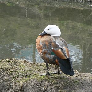Paradise Shelduck - 28 March 2018