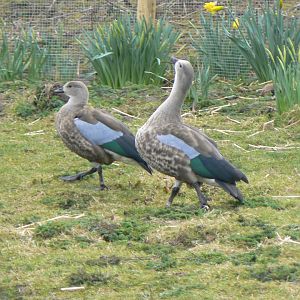 Blue-winged Geese - 28 March 2018
