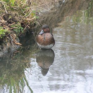 Baer's Pochard - 28 March 2018