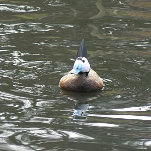 White-headed Duck - 28 March 2018