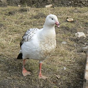 Andean Goose - 28 March 2018