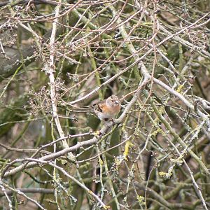 Brambling (wild) - 28 March 2018
