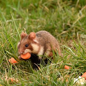 European hamster - Vienna