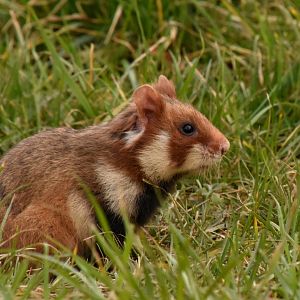 European hamster - Vienna