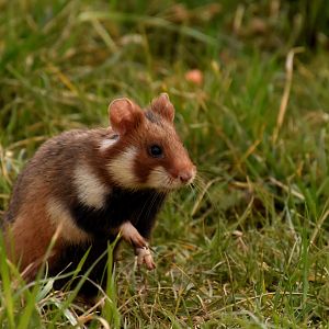 European hamster - Vienna