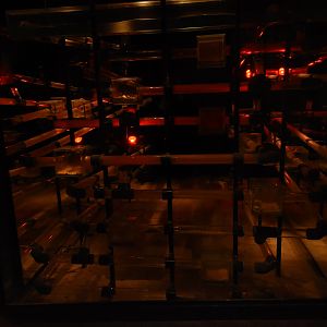 Desert house - Naked mole rats