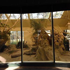 Africa house - Mongoose + hornbill