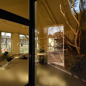 Africa house - Ground hornbills