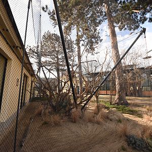 Africa house - Mongoose + Hornbill