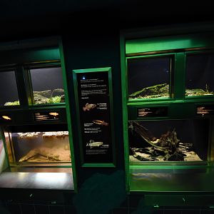 Aquarium - Endangered fish tanks