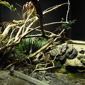 Terrarium - West-Indian iguana