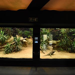 Terrarium - Rhinoceros iguana