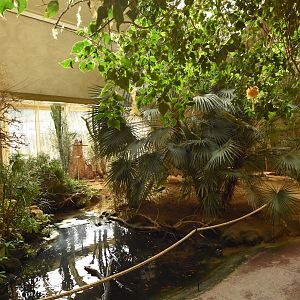 Bird house - African section