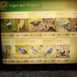 Bird house - American species list