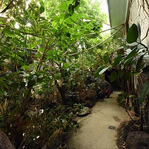 Bird house - American section