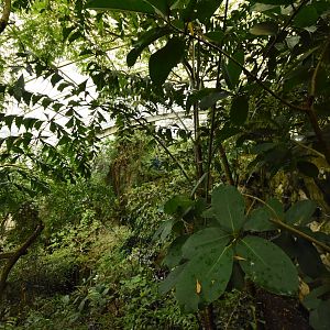 Rainforest house - overview