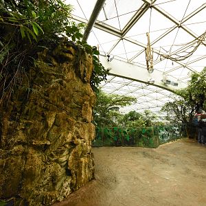 Rainforest house - Main viewing platform