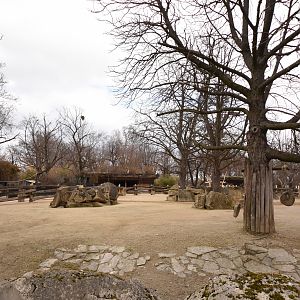 Rhino enclosure - Female outdoors