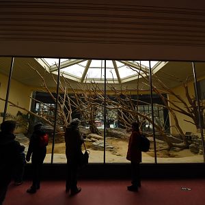 Primate house - Colobus indoors