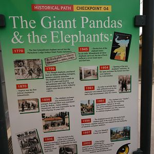 From Elephants to Giant panda