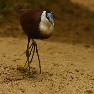 African jacana