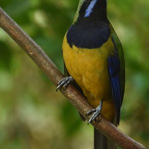 Orange-bellied leafbird