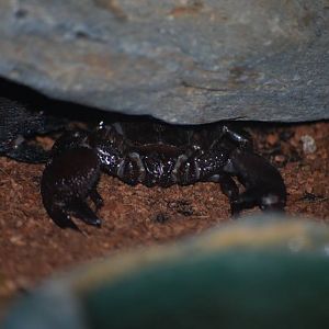 Emperor Scorpion