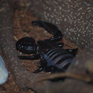Emperor Scorpion
