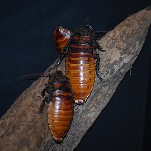Madagascar Hissing Cockroaches