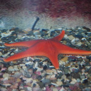 Vermillion Sea Star