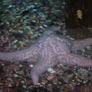 Giant Pink Sea Star