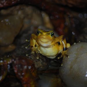 Panamanian Golden Frog