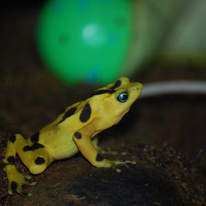 Panamanian Golden Frog