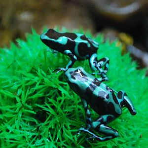 Green and Black Poison Dart Frog