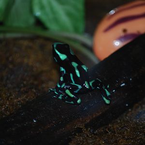 Green and Black Poison Dart Frog