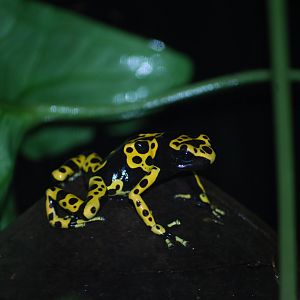 Yellow Banded Poison Dart Frog