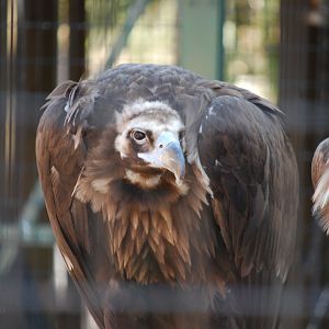 Cinereous Vulture