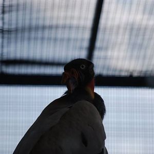 King Vulture