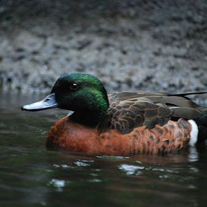 Chestnut Teal