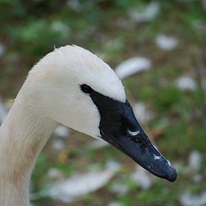 Trumpeter Swan